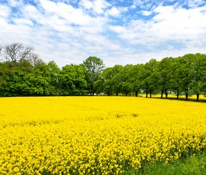 Preview wallpaper field, flowers, yellow, trees, nature, landscape