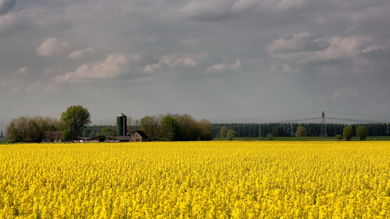 Wallpaper field, flowers, yellow, farm, agriculture, cloudy