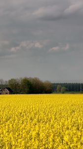 Preview wallpaper field, flowers, yellow, farm, agriculture, cloudy