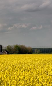 Preview wallpaper field, flowers, yellow, farm, agriculture, cloudy