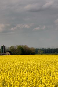 Preview wallpaper field, flowers, yellow, farm, agriculture, cloudy