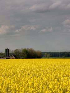 Preview wallpaper field, flowers, yellow, farm, agriculture, cloudy