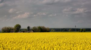 Preview wallpaper field, flowers, yellow, farm, agriculture, cloudy