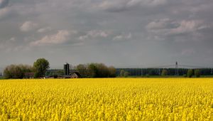 Preview wallpaper field, flowers, yellow, farm, agriculture, cloudy