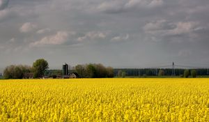 Preview wallpaper field, flowers, yellow, farm, agriculture, cloudy