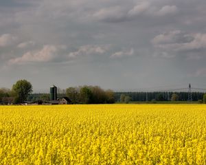 Preview wallpaper field, flowers, yellow, farm, agriculture, cloudy