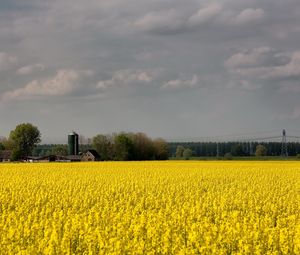 Preview wallpaper field, flowers, yellow, farm, agriculture, cloudy