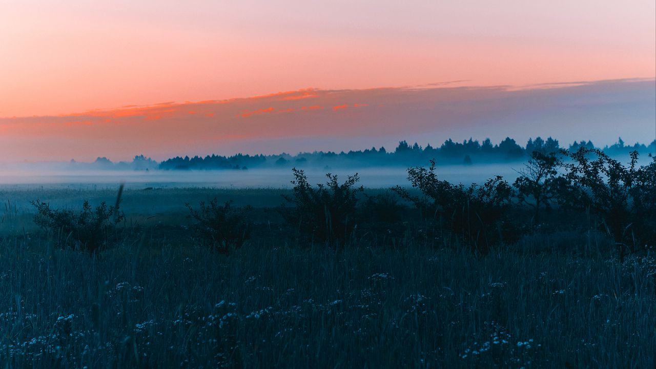 Wallpaper field, fog, dawn, grass, landscape, forest