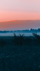 Preview wallpaper field, fog, dawn, grass, landscape, forest