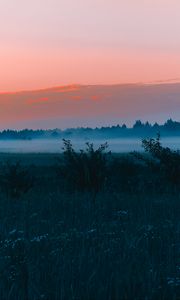 Preview wallpaper field, fog, dawn, grass, landscape, forest