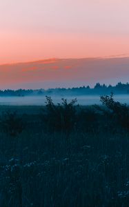 Preview wallpaper field, fog, dawn, grass, landscape, forest