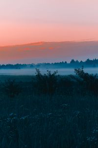 Preview wallpaper field, fog, dawn, grass, landscape, forest