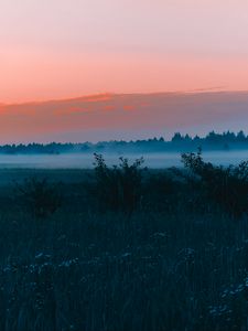 Preview wallpaper field, fog, dawn, grass, landscape, forest