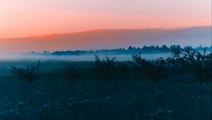 Preview wallpaper field, fog, dawn, grass, landscape, forest