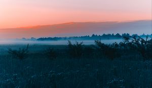 Preview wallpaper field, fog, dawn, grass, landscape, forest