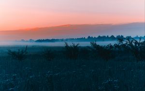 Preview wallpaper field, fog, dawn, grass, landscape, forest