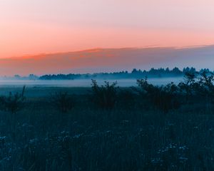 Preview wallpaper field, fog, dawn, grass, landscape, forest