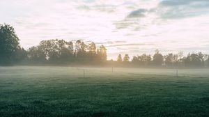 Preview wallpaper field, fog, grass, trees, dawn, sunrise