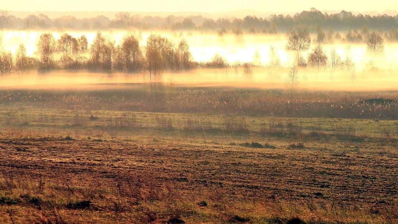 Wallpaper field, fog, morning, awakening