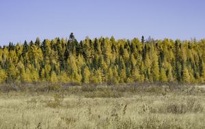 Preview wallpaper field, forest, autumn, nature, yellow