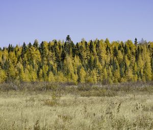 Preview wallpaper field, forest, autumn, nature, yellow