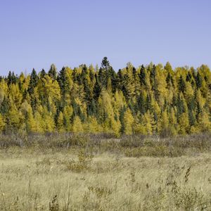 Preview wallpaper field, forest, autumn, nature, yellow