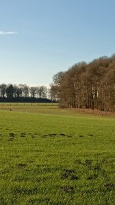 Preview wallpaper field, grass, autumn, trees, fence