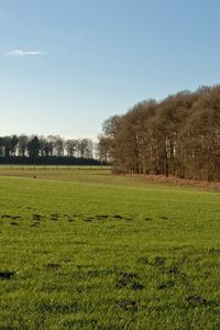 Preview wallpaper field, grass, autumn, trees, fence