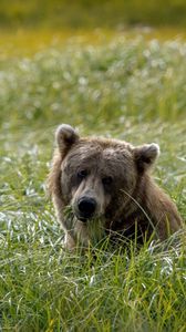 Preview wallpaper field, grass, bear, head