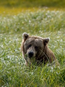 Preview wallpaper field, grass, bear, head