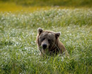 Preview wallpaper field, grass, bear, head