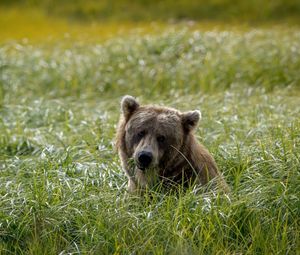 Preview wallpaper field, grass, bear, head