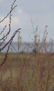 Preview wallpaper field, grass, bush, dry, withering