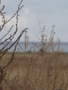 Preview wallpaper field, grass, bush, dry, withering