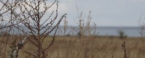 Preview wallpaper field, grass, bush, dry, withering