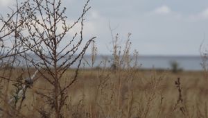 Preview wallpaper field, grass, bush, dry, withering