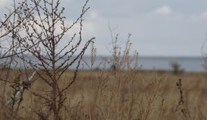 Preview wallpaper field, grass, bush, dry, withering