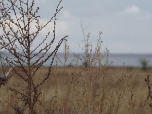 Preview wallpaper field, grass, bush, dry, withering