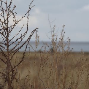 Preview wallpaper field, grass, bush, dry, withering