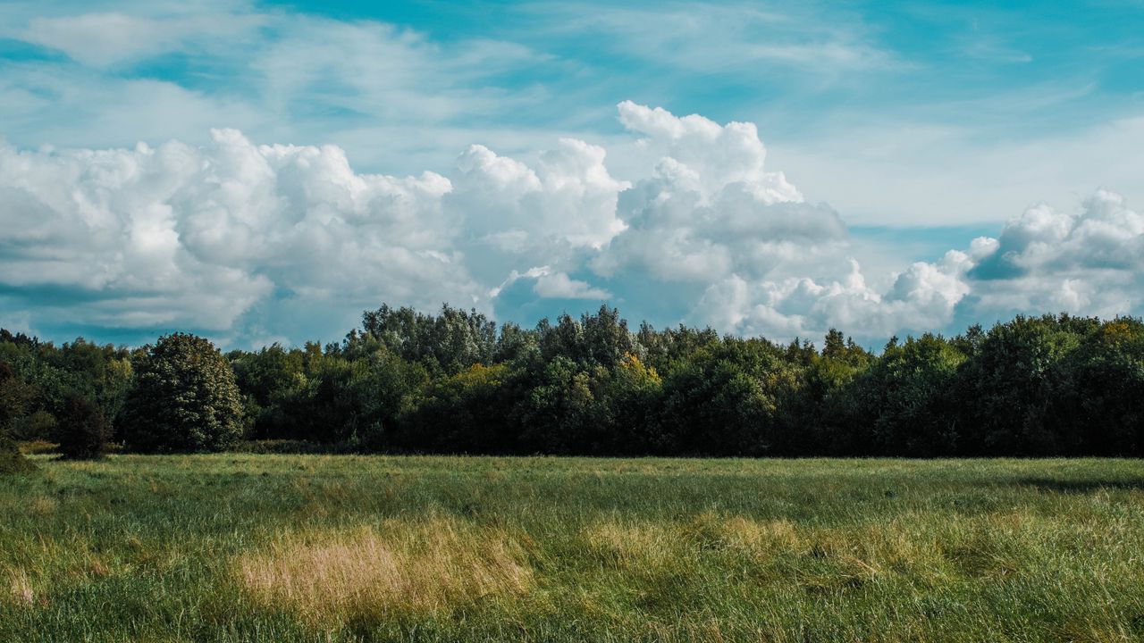 Wallpaper field, grass, clouds, trees