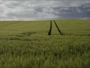 Preview wallpaper field, grass, clouds, sky, nature