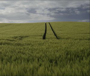 Preview wallpaper field, grass, clouds, sky, nature