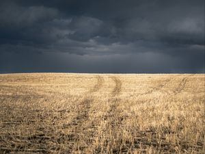 Preview wallpaper field, grass, dry, clouds, landscape