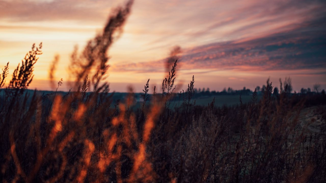 Wallpaper field, grass, dusk, nature, evening
