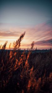 Preview wallpaper field, grass, dusk, nature, evening