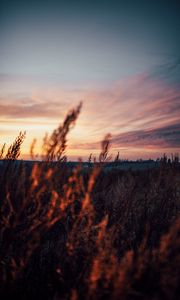 Preview wallpaper field, grass, dusk, nature, evening
