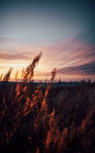 Preview wallpaper field, grass, dusk, nature, evening