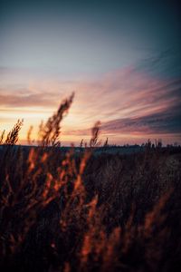 Preview wallpaper field, grass, dusk, nature, evening
