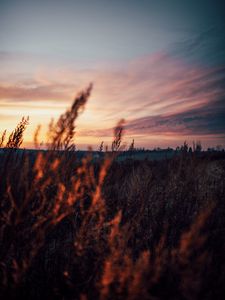 Preview wallpaper field, grass, dusk, nature, evening