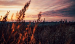 Preview wallpaper field, grass, dusk, nature, evening